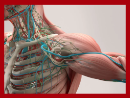 Anatomía FacMed